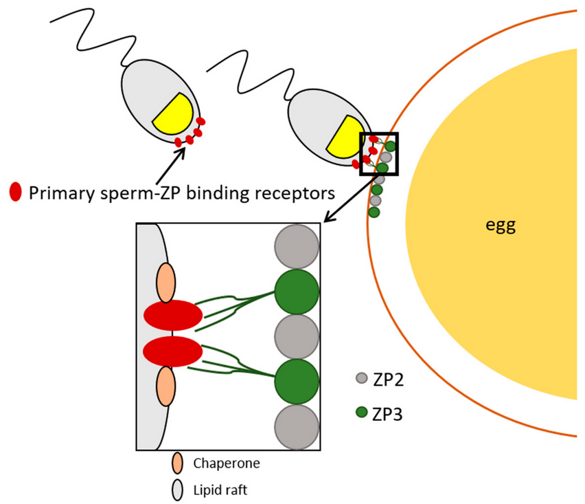 Cells_MDPI's tweet photo. "#Ligands and #Receptors Involved in the #Sperm-Zona Pellucida Interactions in Mammals" from Tumova et al.
#cellsmdpi #molecularbiology #cellbiology #spermcells #spermatozoa
Full text: https://t.co/e1bINDkPK4 https://t.co/BLXsFACizS