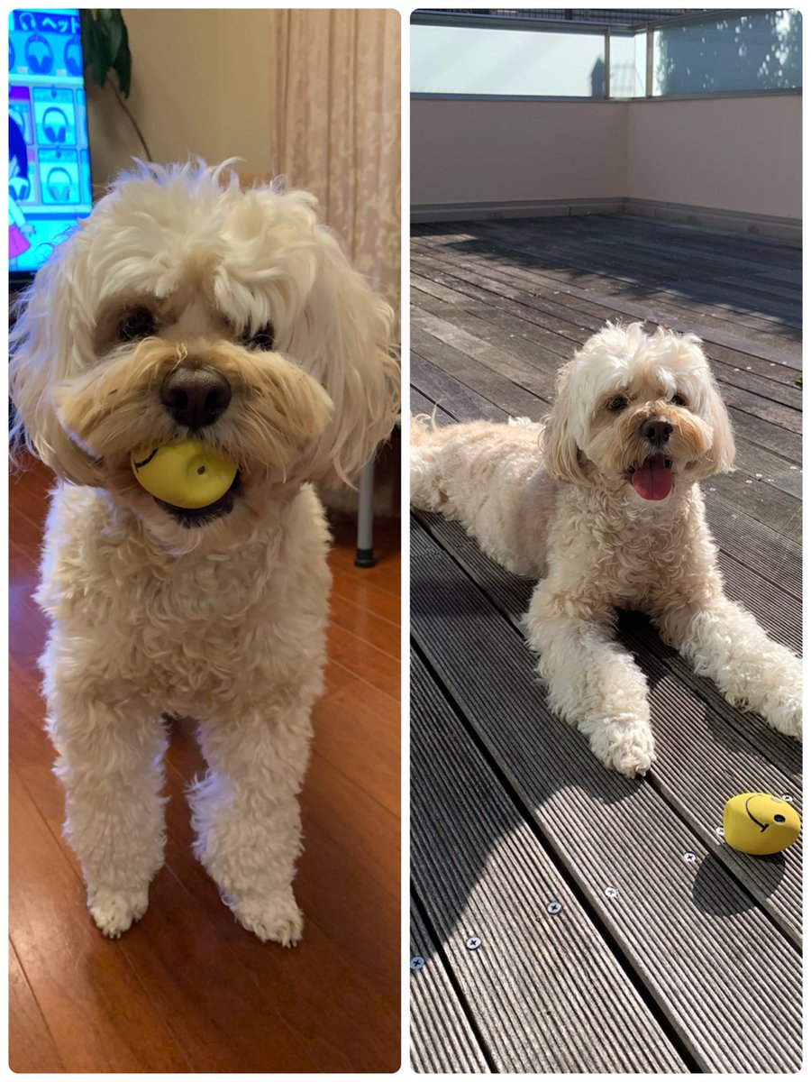 ぼくの新しいおもちゃ🐕