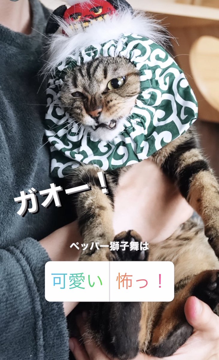 scarabmark's tweet photo. ガオー！って何なんですか？😵

なぜ大人しいペッパーちゃんが牙見せて、鼻にシワ寄せてるんですか？
このネタの為に首でも絞めてるんですか？？💦

普通に抱っこしてたら、こんな表情しないですよね😢
可愛くも怖くもないです。
「かわいそう」です・・😭

#海月ダンテ
#久高ゆい
#アニマルフォレスト https://t.co/vY2dzhhHbM