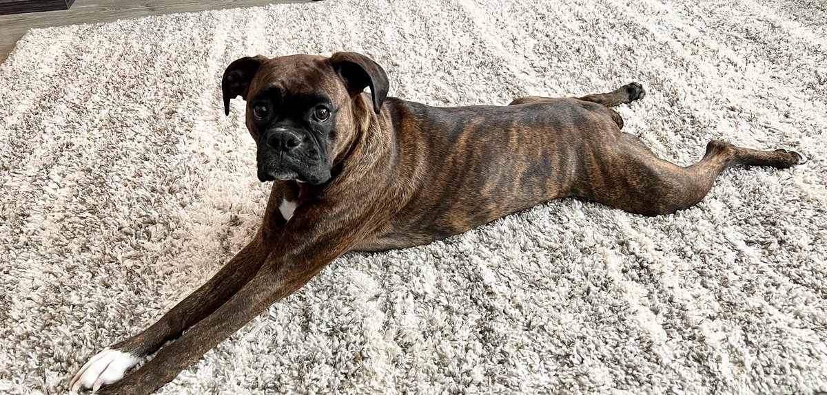 saltyriptides's tweet photo. #FrogLegFriday
Rubyβs a pro ππΈ
#boxer #dogsoftwitter #boxersoftwitter @k9kayaks @bluezed2003 @dogcelebration @BoxerDogUnion @BoxerBond @DogsOfTwit https://t.co/ze7Kg9TWtD