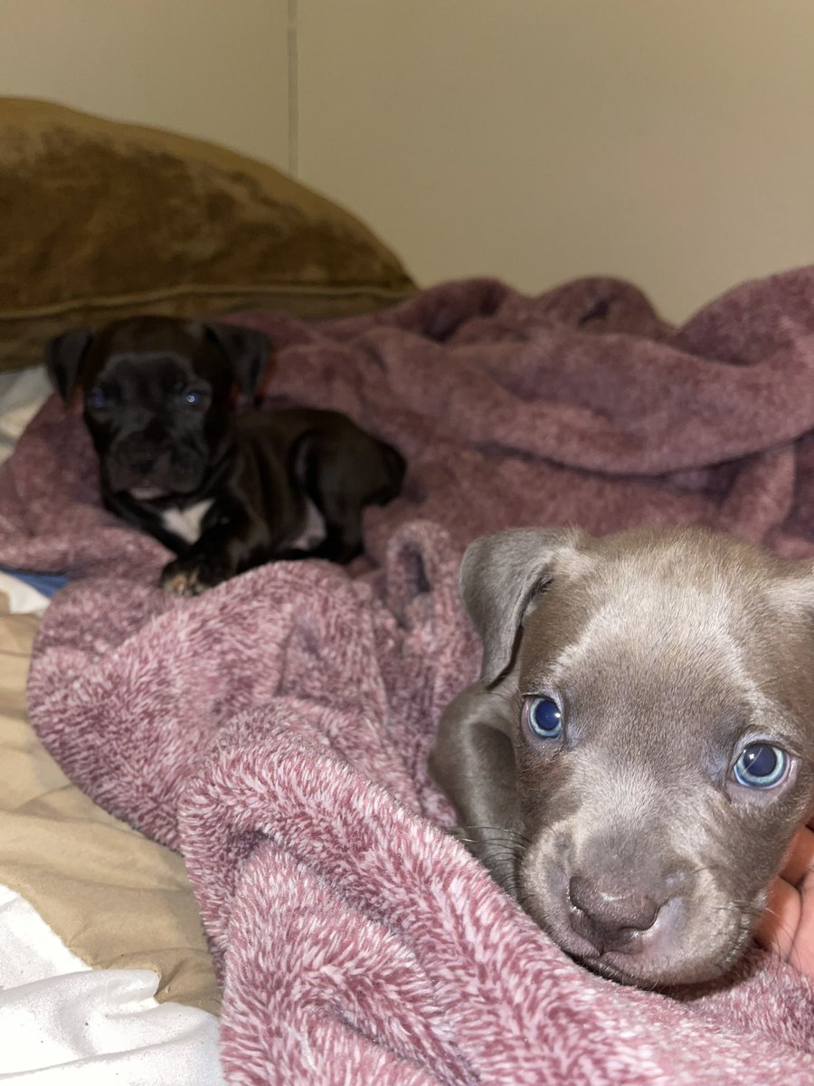 joezus_'s tweet photo. Meet Blue and Chucky  💙🖤 https://t.co/bGTtzld2Zj