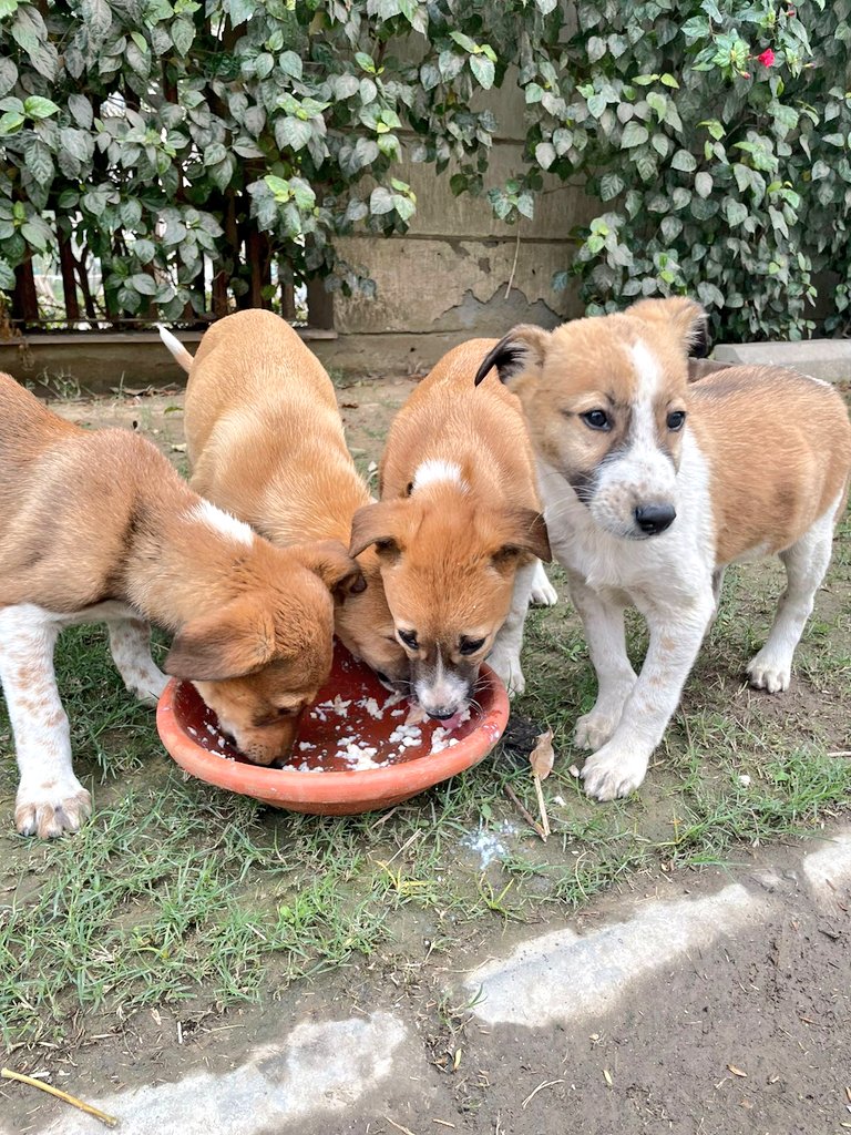 Abhishek Joshi ๐จโ๐ป๐ถ (@kaalicharan) on Twitter photo #AdoptDontShop Puppies for adoption in sector 33 #Gurgaon ๐ถ
They're 2-month-old, vaccinated and playful!
Looking for loving families.
๐ 9999009516
๐จcat@dogwithblog.in
RT! #AdoptDontShop Puppies for adoption in sector 33 #Gurgaon ๐ถ
They're 2-month-old, vaccinated and playful!
Looking for loving families.
๐ 9999009516
๐จcat@dogwithblog.in
RT!