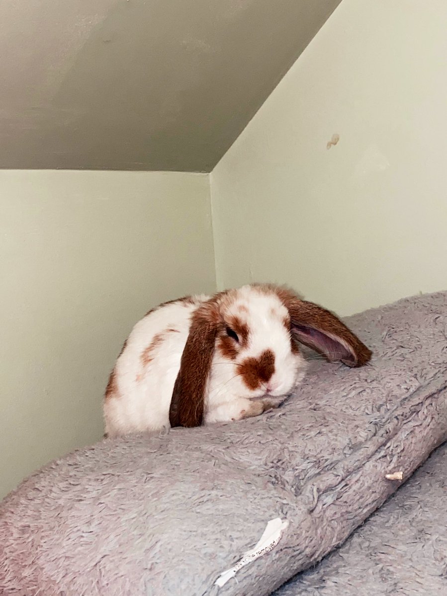 t_roundtree_'s tweet photo. I have an unhealthy attachment to my bunny…but I mean, can you blame me? Look at hers.🥺💟 #willowjane https://t.co/DaLelidGsv