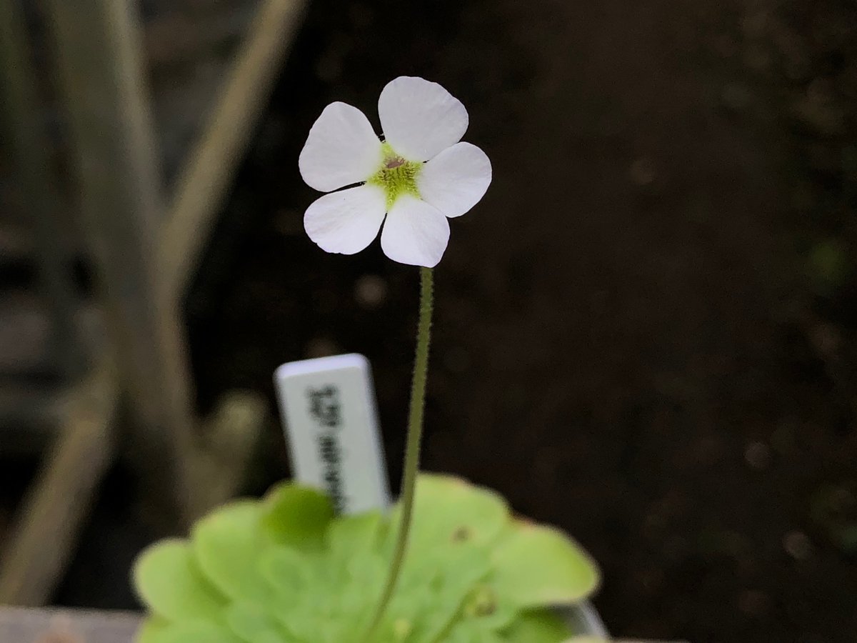 箱根湿生花園 Pinguicula Mirandae が開花しました 自生地近くまで探しに行ったのに見れなかった 思い出深い ムシトリスミレの仲間 この株は国内愛好家より分譲していただいたもの バックヤードにてひっそりと咲いています 箱根 仙石原 植物園 箱根