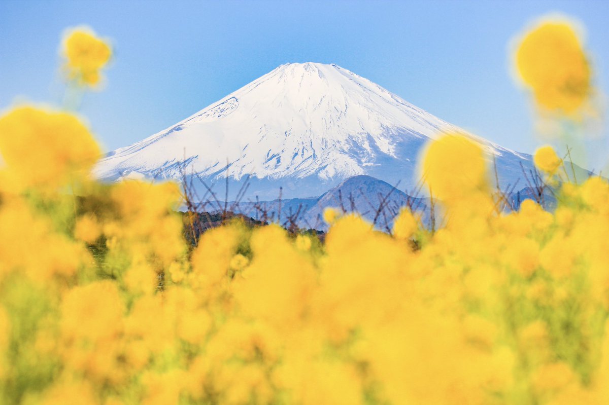 富士山と菜の花🗻