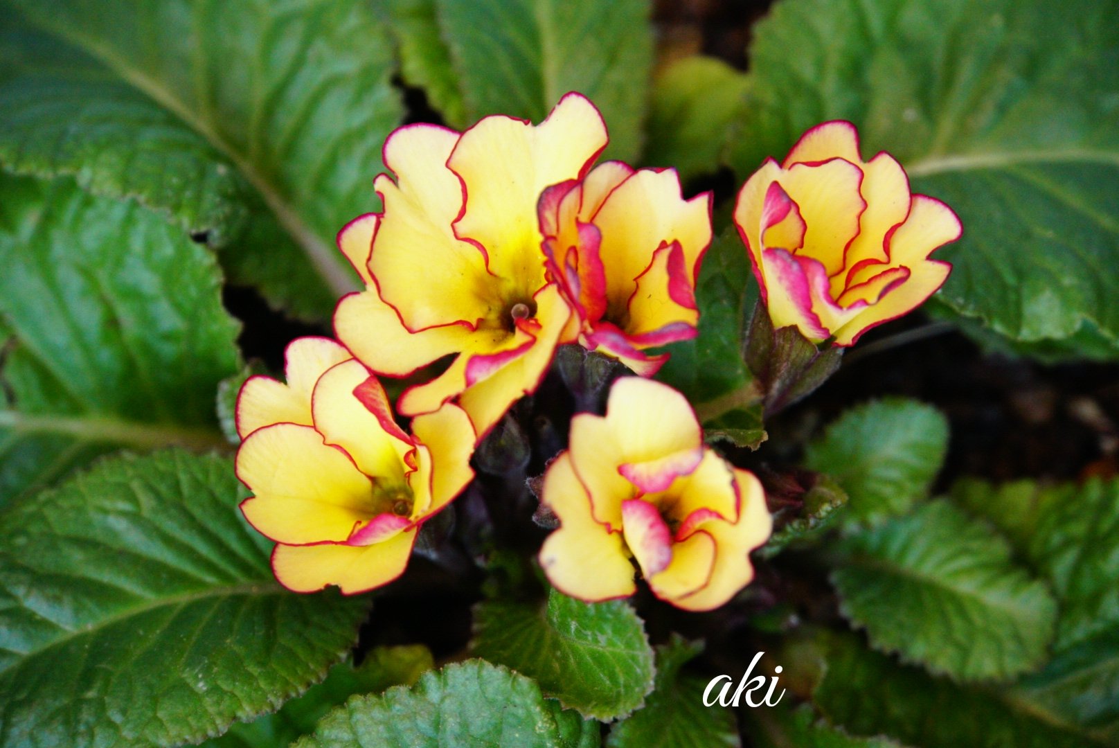 Aki プリムラジュリアン なんてかわいいんでしょ ファインダー越しの私の世界 花 Flowers プリムラジュリアン 覆輪 ピコティ Mygarden Myflower 花のある暮らし 花が好き ガーデニング 園芸 T Co Yo3nunbbmc Twitter Aki プリムラジュリアン なんてかわいいんでしょ ファインダー越しの私の世界 花 Flowers プリムラジュリアン 覆輪 ピコティ Mygarden Myflower 花のある暮らし 花が好き ガーデニング 園芸 T Co Yo3nunbbmc Twitter
