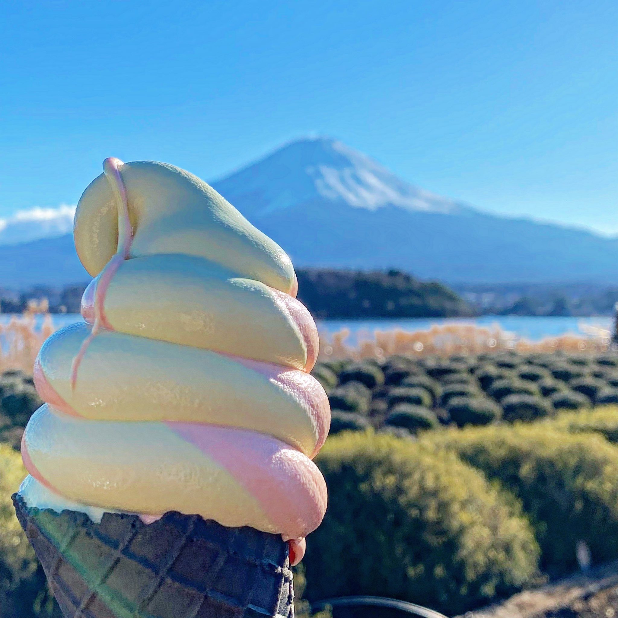 Momoka やまなしの人 山梨県南都留郡富士河口湖町 ブルーベリーの里河口湖自然生活館 シャインマスカット さくらんぼのソフトクリーム 富士山と河口湖 季節折々の花を見ながらソフトクリームを食べれる場所 寒いけどモチモチのソフト