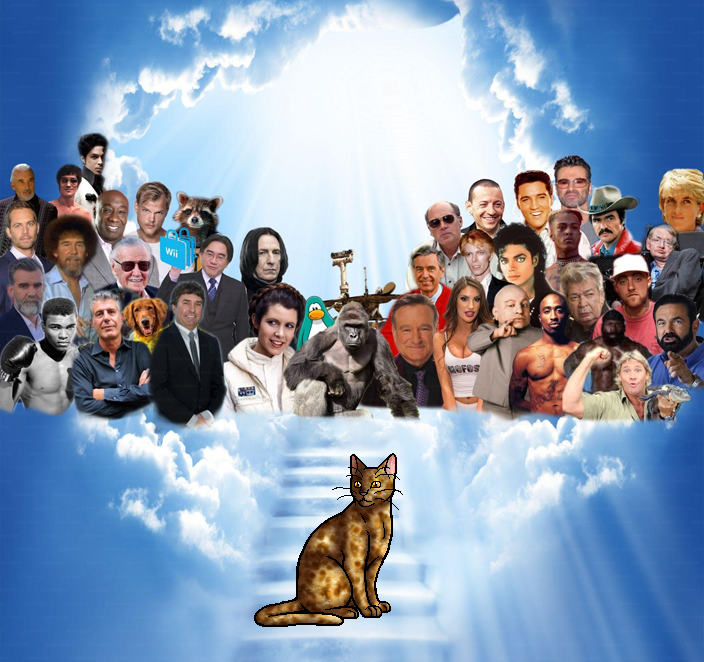 Miss_Dako's tweet photo. Look who made it to heaven, guys!! So happy for her 🥰🥰🥰🥰🥰
#Frecklewish4StarClan https://t.co/v5si8xwZOa