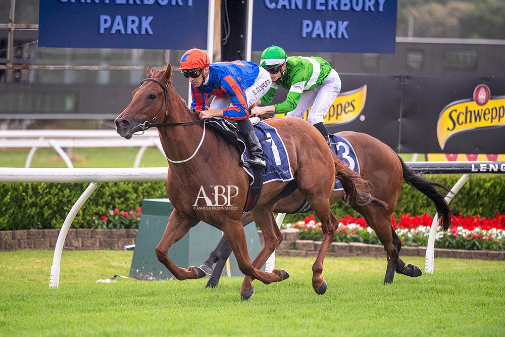 JohnOSheaRacing's tweet photo. Sneaky Shark (Capitalist) having his first run for the stable, broke through at Canterbury last night in the Maiden 1100m. 📸 @ashbrennanphoto https://t.co/TImTIm4D6n