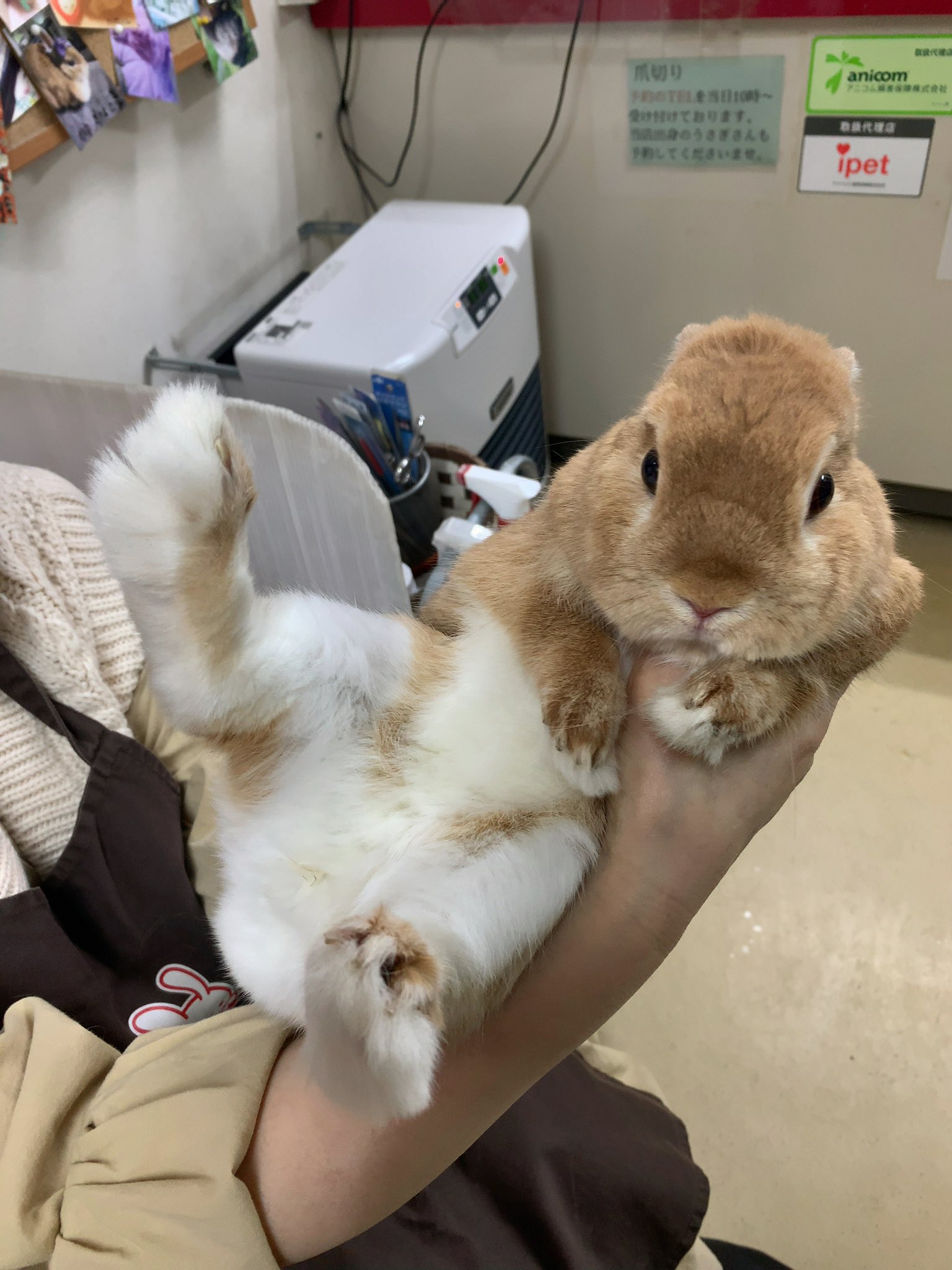 ポピー ウサギ 最高に可愛いウサギのお腹を 全人類は見て下さい T Co M1amnjz21w Twitter