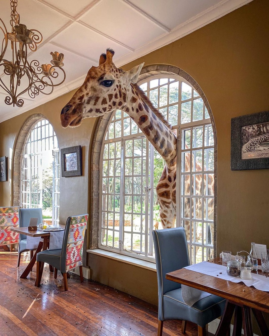 Good morning Twitter- Everything is running entirely as usual here 👀🦒🪟 

cathys_journeys (IG)

#GiraffeManor #DiscoverTheSafariCollection