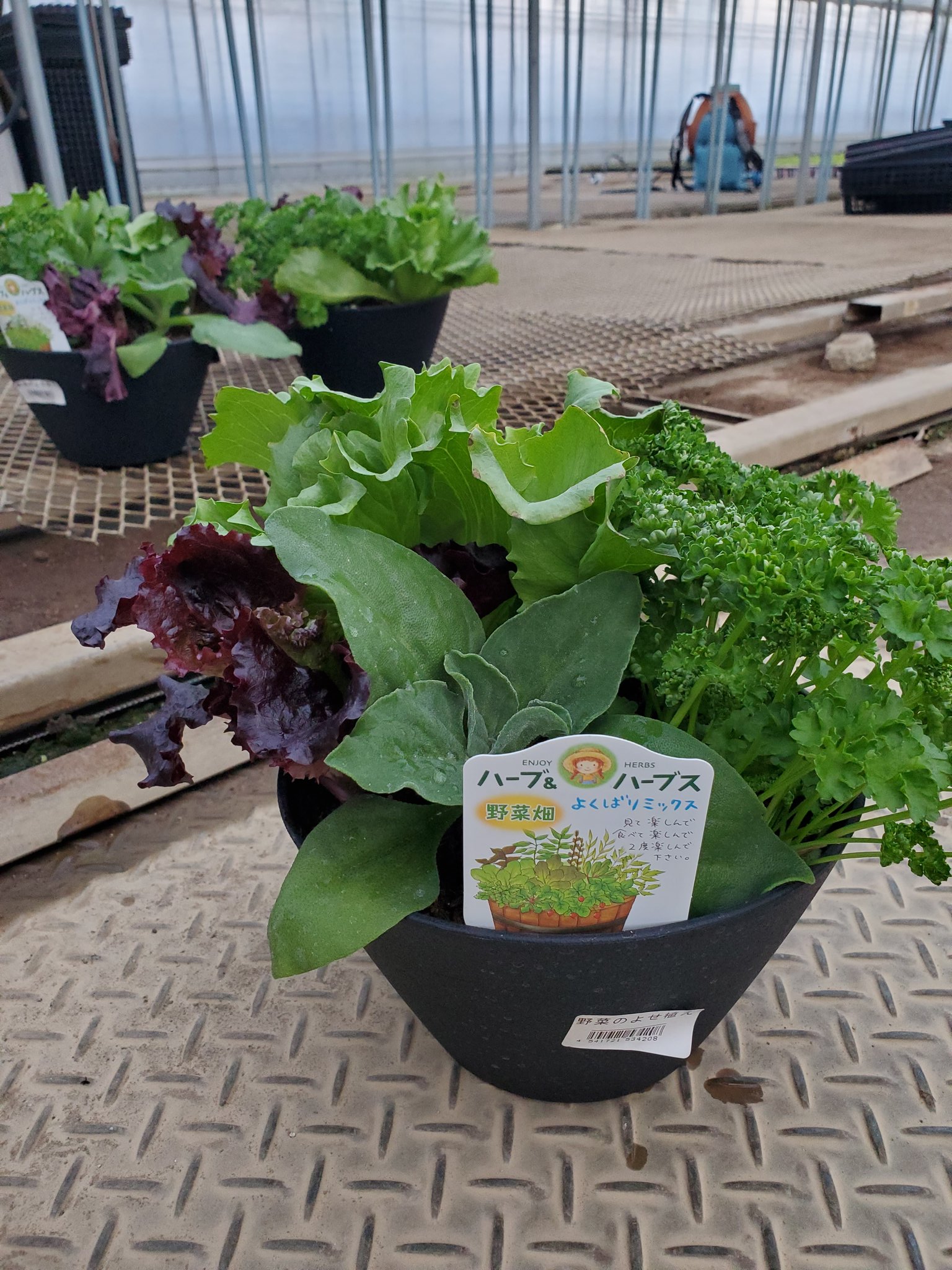 野菜の寄せ植え Twitter Search Twitter