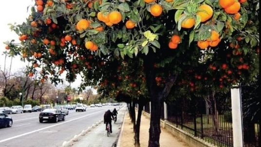 KhanAviator's tweet photo. Plant Fruit Trees on The Pathways / Footpaths so Homeless People Can Eat #humanity #pakistan https://t.co/2fAZbAcnMO