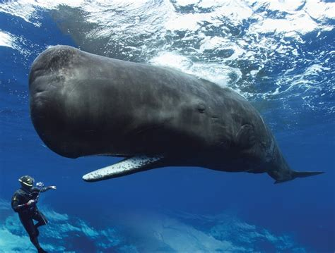 AWhaleADay's tweet photo. In 2006 it was discovered Sperm whales' brains have spindle cells, the long and highly developed brain structures that neurologists associate with speech and feelings of compassion, love, suffering, and intuition.

They may be more like us than we thought

#whales #Facts https://t.co/WY0zSQMBFZ