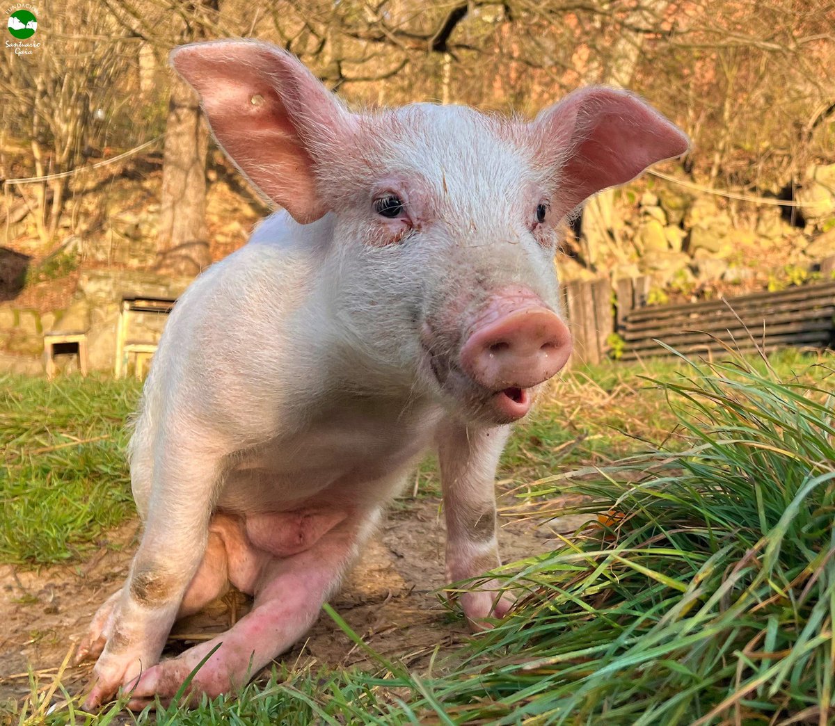 Lázaro poco a poco va mejorando, esta noche compartiremos un vídeo de sus avances.

Es un terremoto y creemos que esta vitalidad es la que hace que se supere cada día ¡todo un campeón!

fundacionsantuariogaia.org/visita-al-jard…