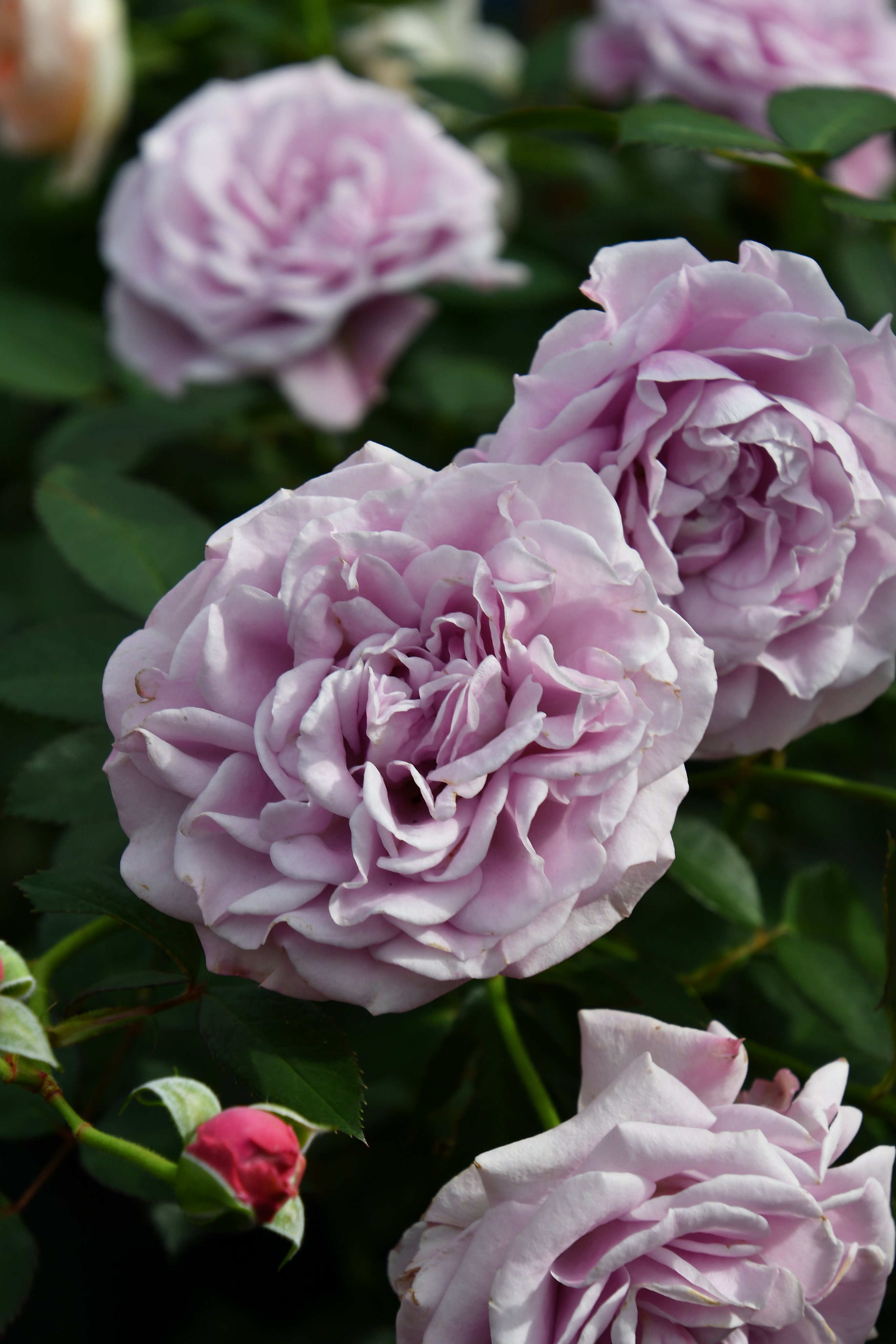 バラの家 公式本店 Rosa Orientis Rosa Orientis Twitter