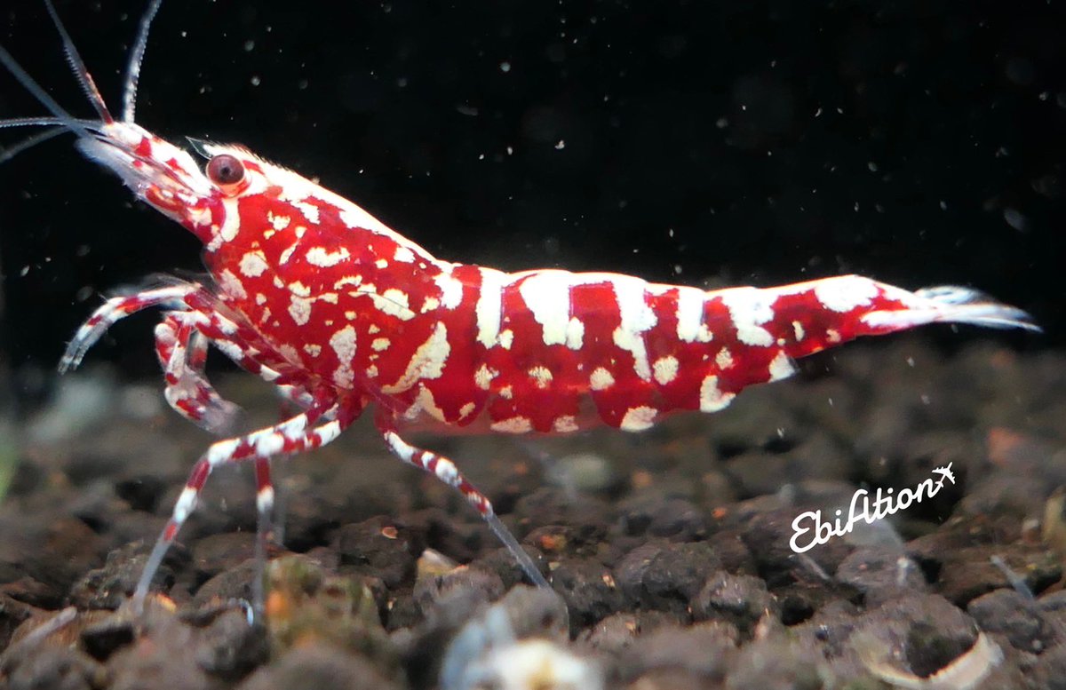 寝不足shrimp 脱通風生活 Nebsokshrimp Twitter 寝不足shrimp 脱通風生活 Nebsokshrimp Twitter