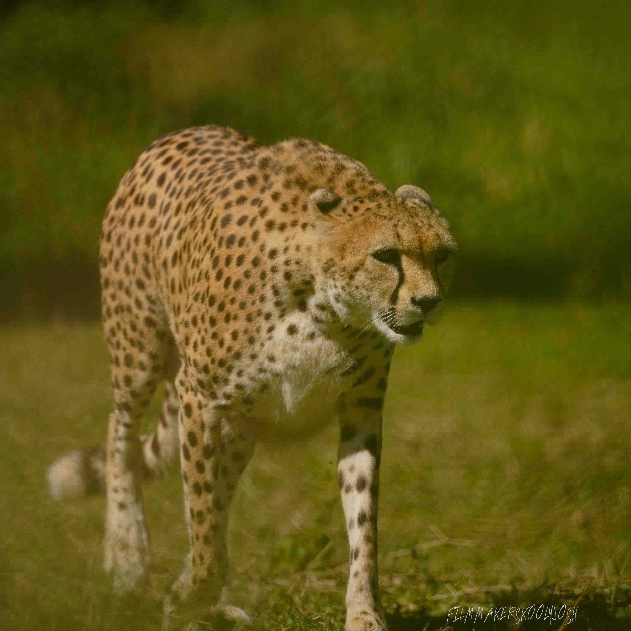 Cheetah - Wikipedia