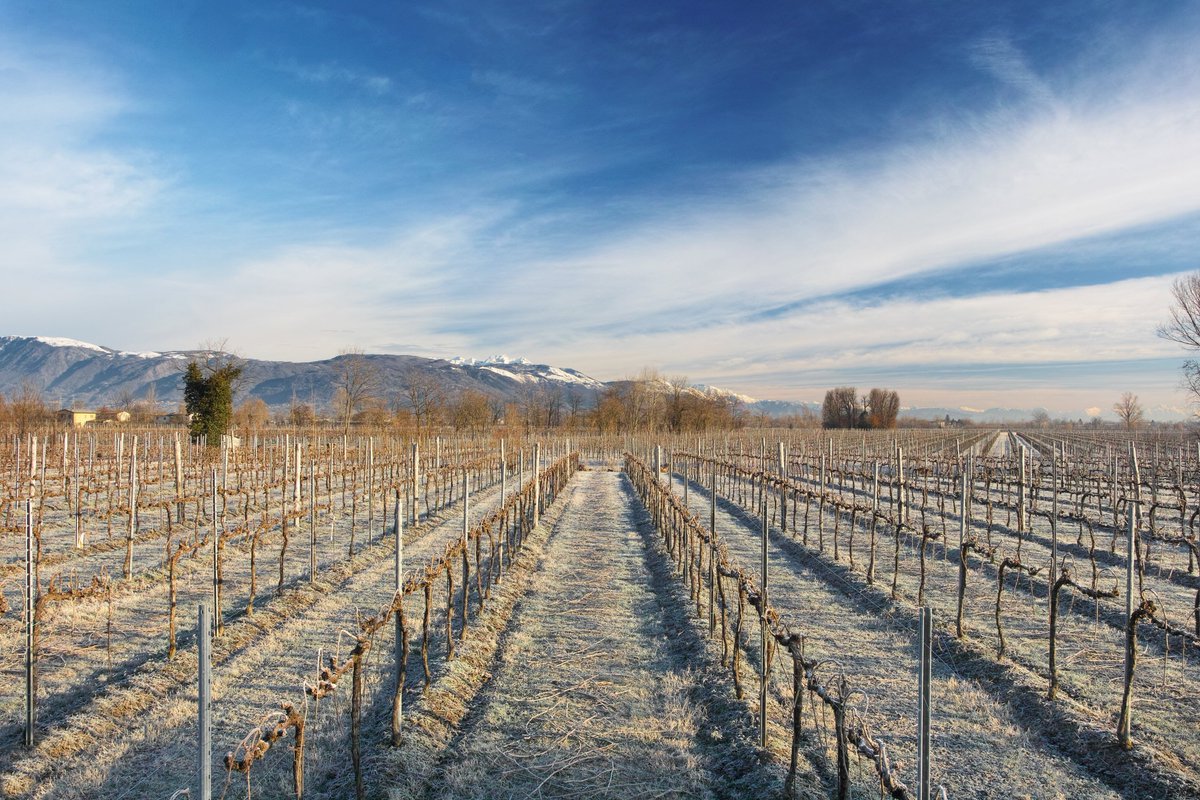 ProseccoDOC's tweet photo. The vines might be bare, but that doesn't stop the #vineyard from looking this beautiful with a magical frost over it. What's your favourite season to visit #Italy in? ❄️ https://t.co/q7jSYJT02A