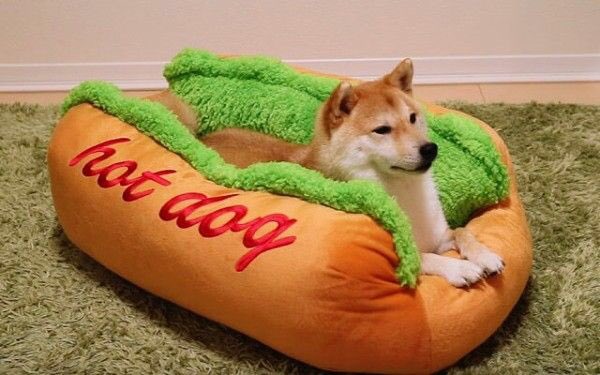 おもしろ動物画像 Twitter Search Twitter