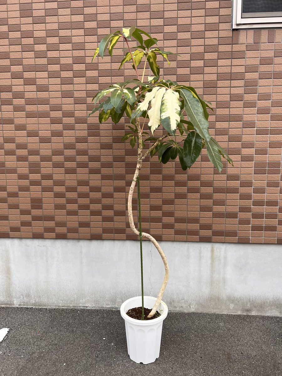ツピダンサス #ツピダンサスゴールデンキング #斑入り #斑入 #観葉植物
