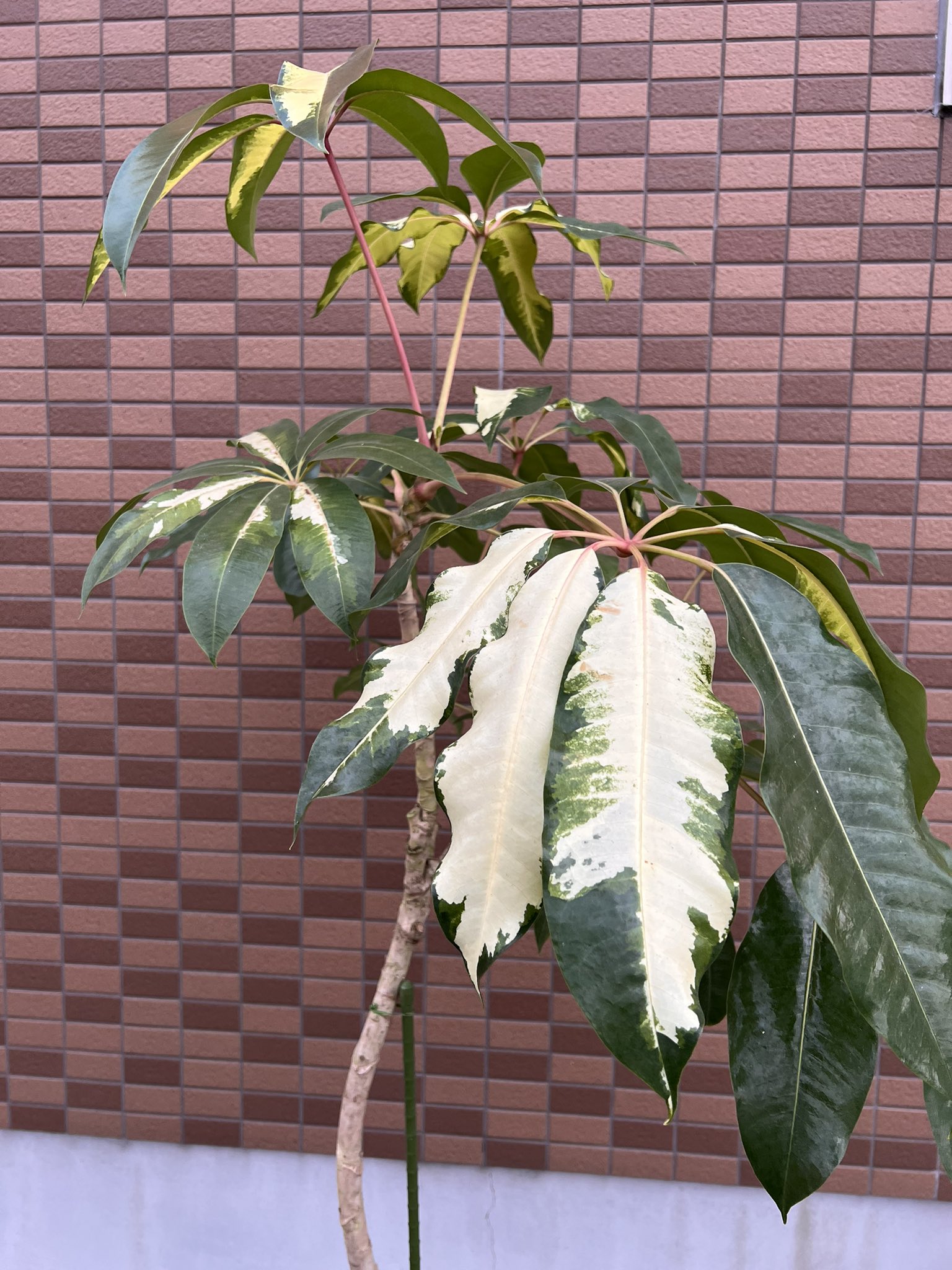nico_plants_ on X: nico_plants_ on X: