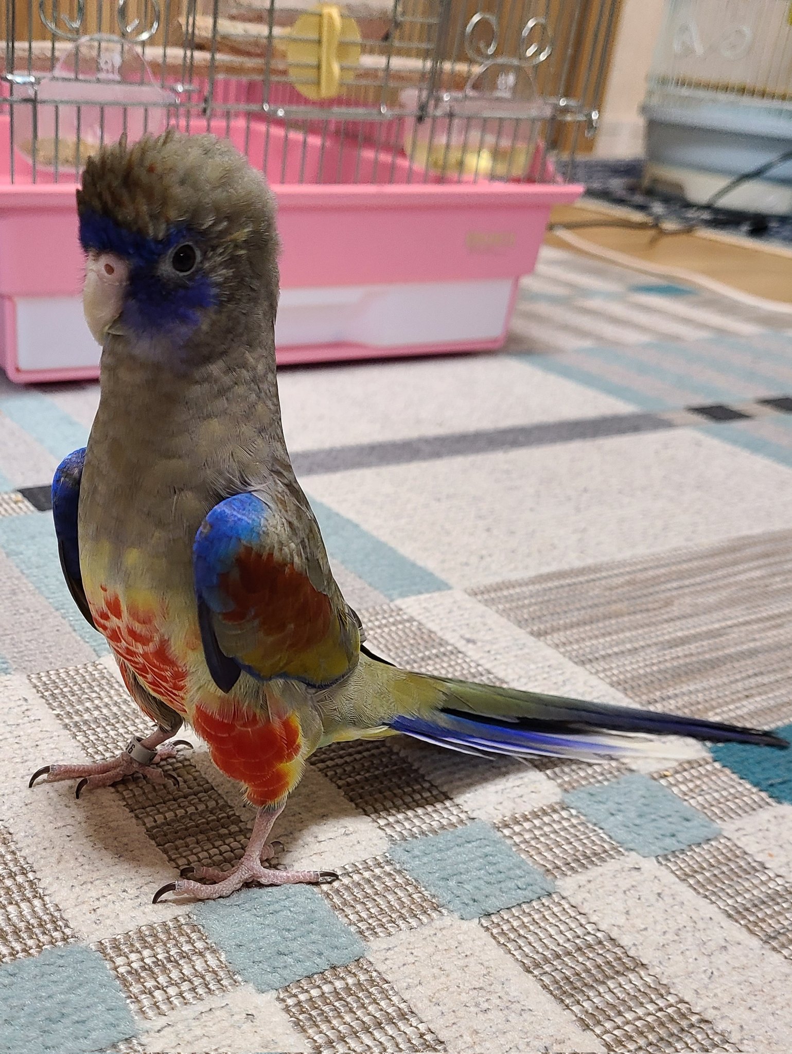 ハナガサインコ Twitter Search Twitter