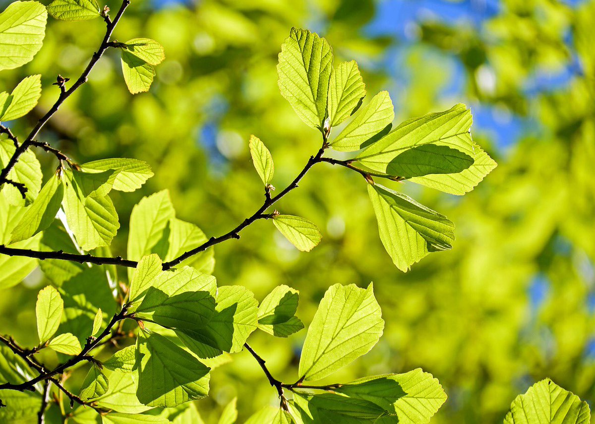 RevelDaily's tweet image. Oak tree leaves! #Revel