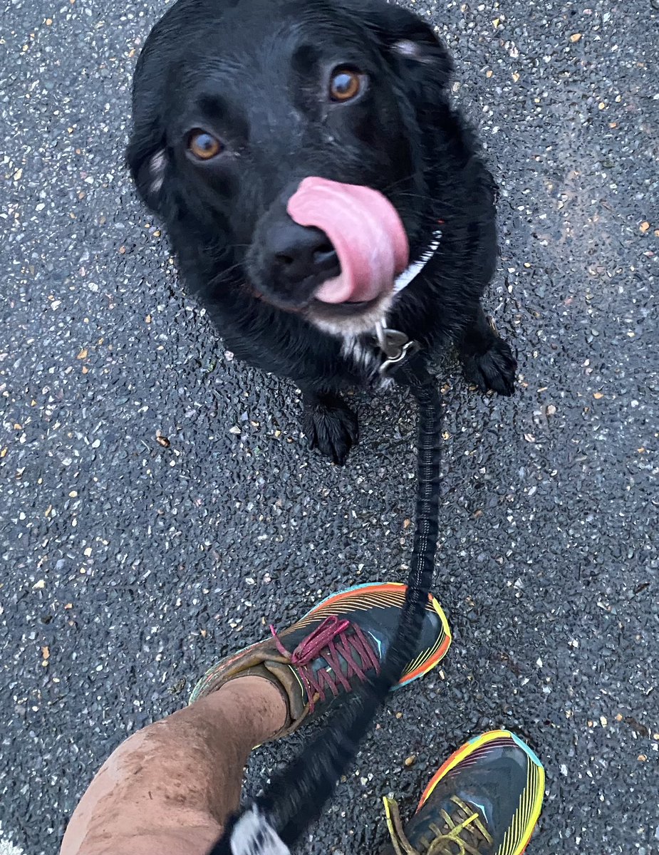 clareoreilly's tweet image. Morning miles with the eejit. Her chat’s not much but her enthusiasm makes up for it… #trailrunning #dogswhorun #pcrtt #plymouthcoastalrunners #running