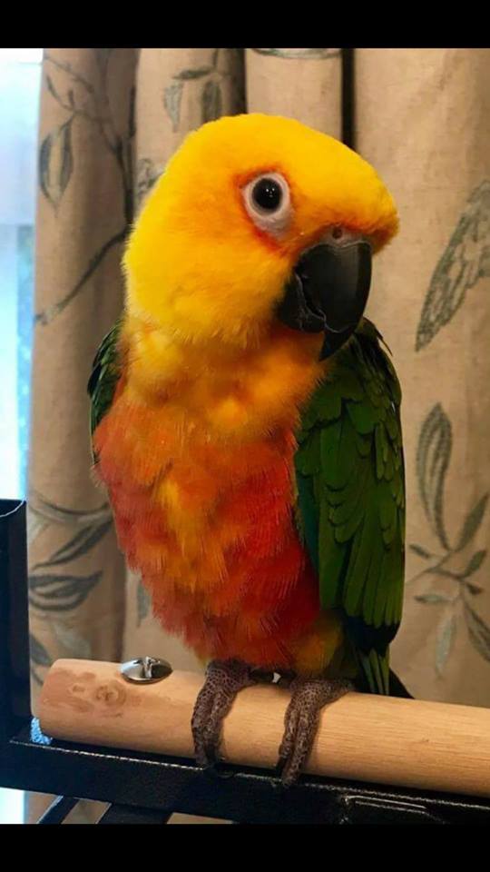 NorthernParrots's tweet photo. Happy hatchday Benji and Peachy have a wonderful day. Let us know if your Parrot would like a hatchday shoutout. https://t.co/mrisu0UZ5m
