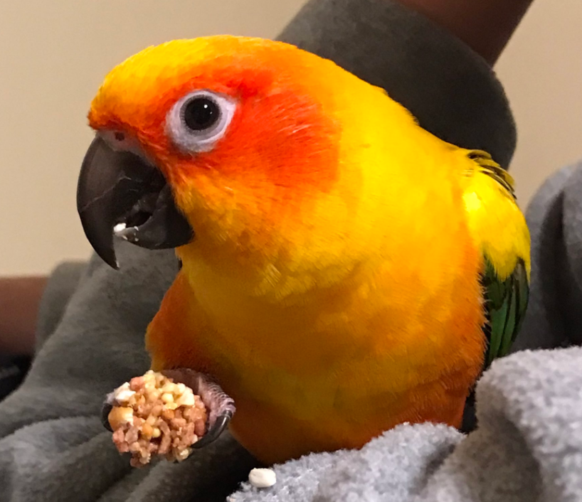 NorthernParrots's tweet photo. Happy hatchday Benji and Peachy have a wonderful day. Let us know if your Parrot would like a hatchday shoutout. https://t.co/mrisu0UZ5m