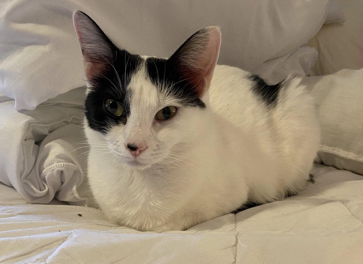 BelleKitty4's tweet photo. Juzt loafing aboutz #Caturday #cats https://t.co/srjpoAF9XT
