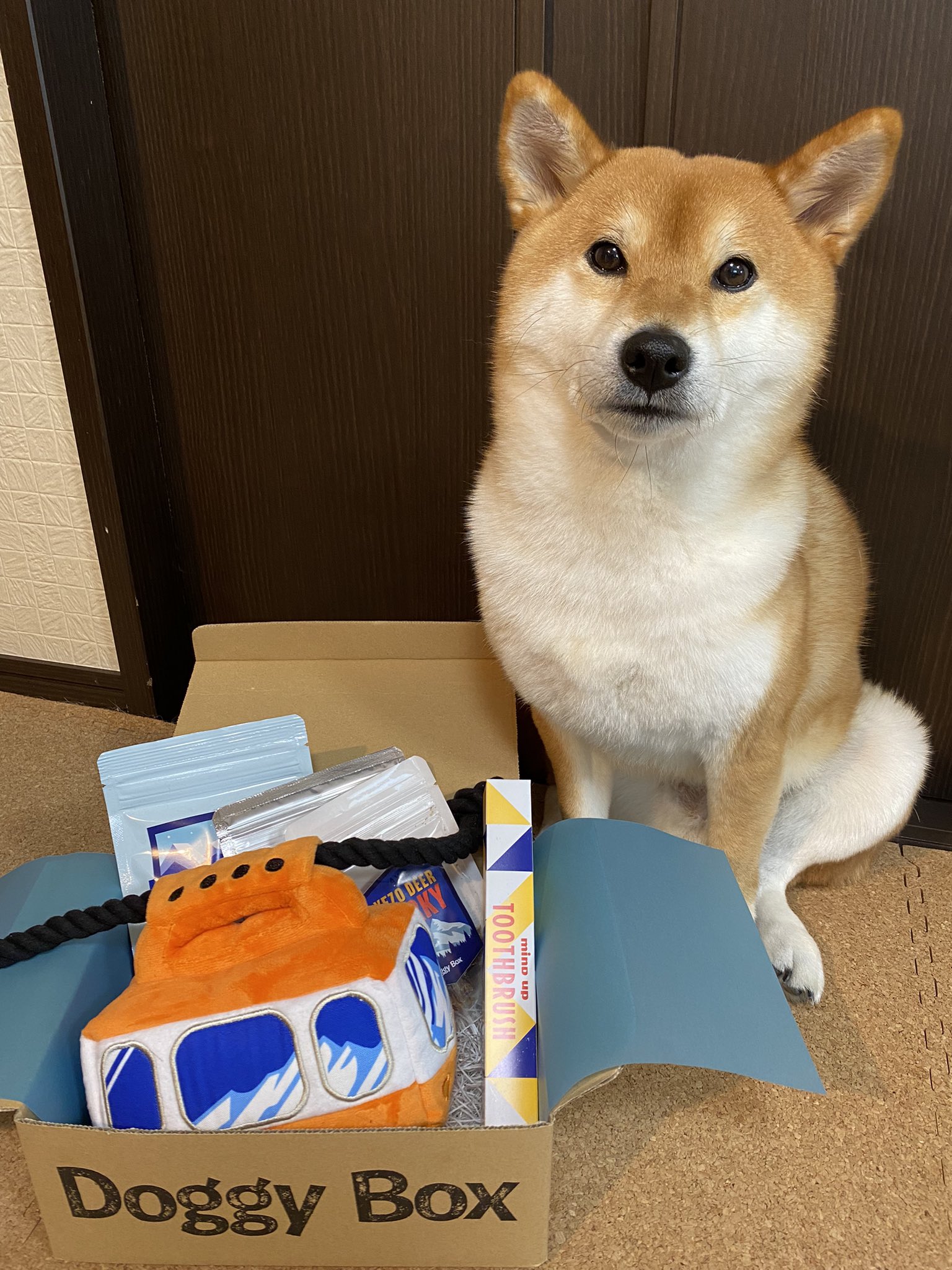 柴犬ゆきちゃん ドギーボックス1月号 待てからのよし Doggybox ドギボ Pr T Co Wrkciqejqc Twitter