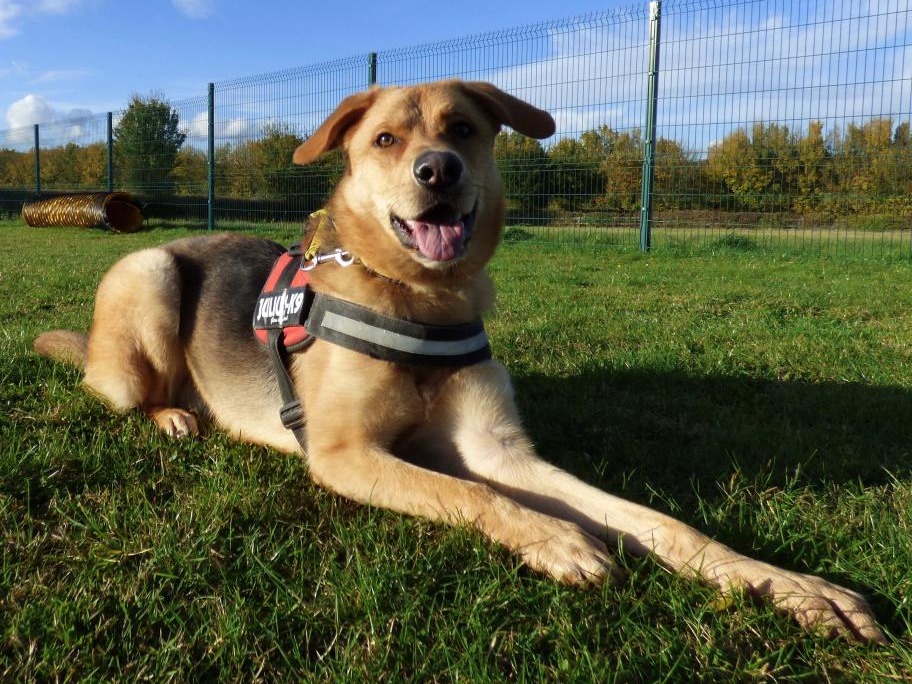 DogsTrust's tweet photo. Rex is a sweet boy needing a patient adult only home. 💛
He's looking for a home with a calm, confident canine companion. 🐶
He needs to live away from busy roads with access to quiet walks. 🏡
@DT_Salisbury 📍 https://t.co/o3H47Blj3k https://t.co/AaTexKtq3G