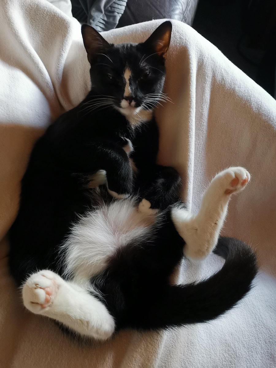 LuckyGonk's tweet photo. Choo Choo with paws in the air without a care enjoying his #Caturday https://t.co/4VguoLVIBU