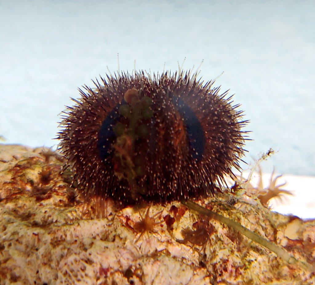 ウニ飼育 Twitter Search Twitter ウニ飼育 Twitter Search Twitter