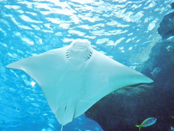 ウシバナトビエイのtwitterイラスト検索結果