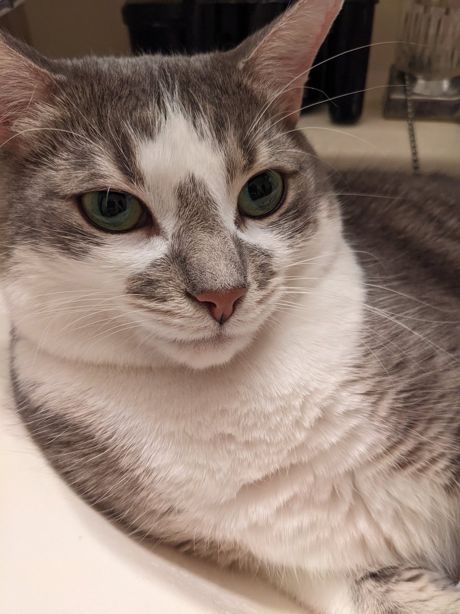 #catofinstagram #catsofinstagram #kittycat #cats #catgram #ilovecats #kitty #catstagram #cutecat #instacat #catoftheworld #catoftheday #catworld #catslifestyle #catphoto #beautifulcat #bestcat #kittycat #catsofinstagram #ilovecats #famuse