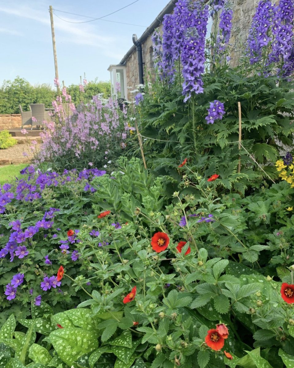 Rainy days like today have got us looking forward to summer already.

Counting down to colour coming back in the garden!

#gardening
