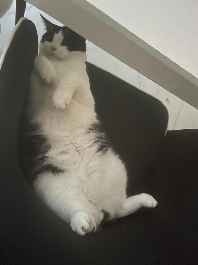 PaddyMcGuinness's tweet photo. Christmas excess. #Caturday https://t.co/rejwIEuG3Q