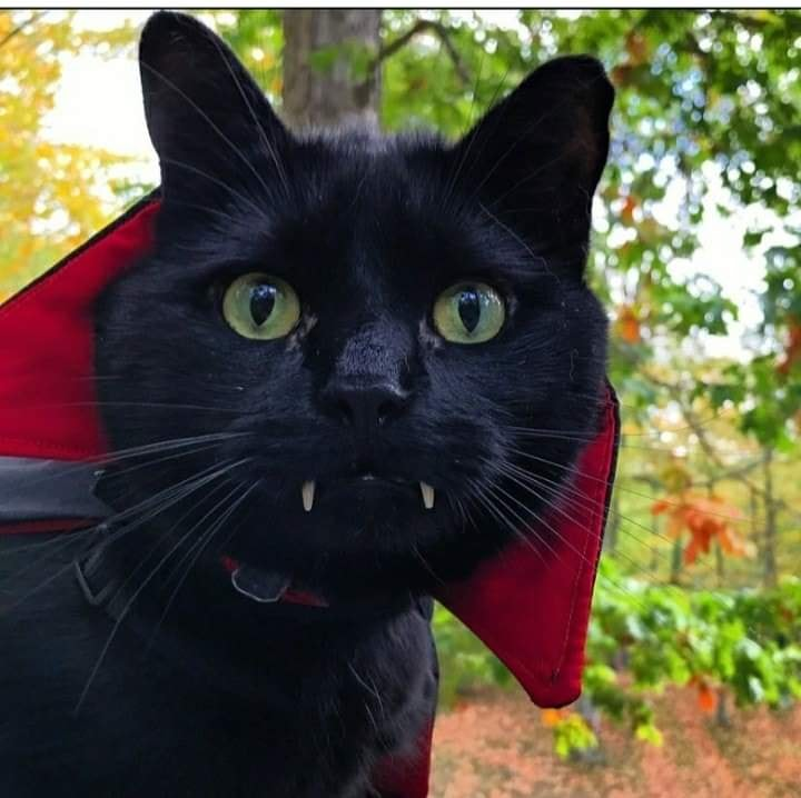 marixapanda's tweet photo. The most beautiful vampkitty ive ever seen! Catula🐱🦇🩸🪦⚰️🧛♂️🖤 #Caturday https://t.co/TP0sHmDRsh