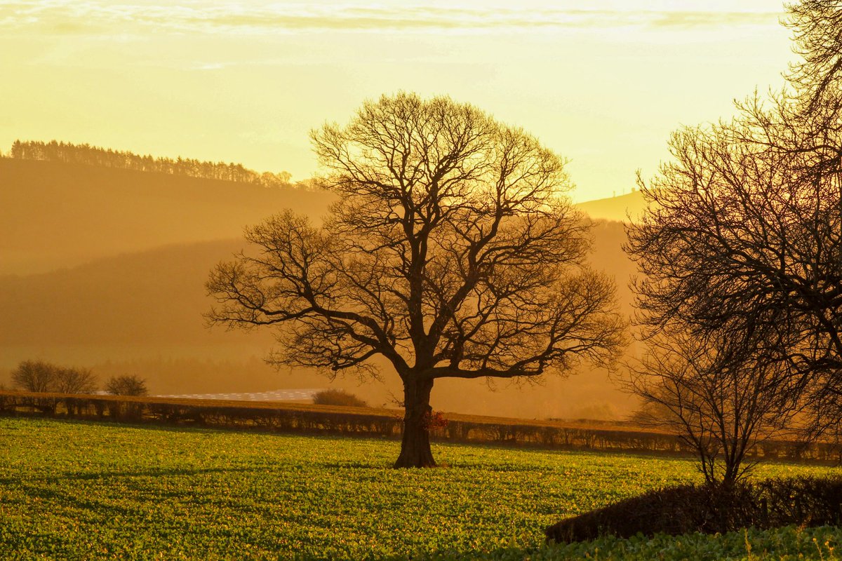 SharonFieldPho1's tweet photo. A new day, as the sun rises over the Shropshire countryside ☺
#Shropshire #sunrise #countryside #trees https://t.co/QYdDw0m198