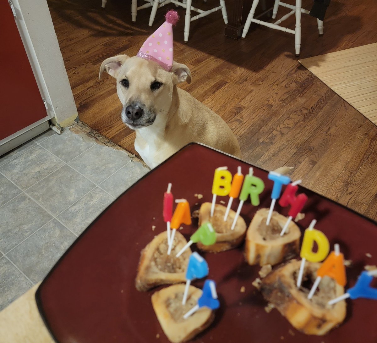 Happy 5th Birthday Arya! You are such a cutie. Thank you for posing in your hat! Does anyone else celebrate pet birthdays like this? Share your photos!
