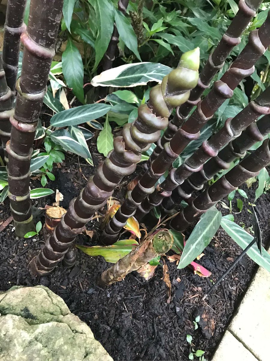 I’m planning a #comic set in 1940’s. We went to Kew Gardens and I was thinking about having a few scenes set there. I have no idea how to find out this stuff. I’m bad at #research. But for now have an interesting plant that looks like a new Bad Dragon product