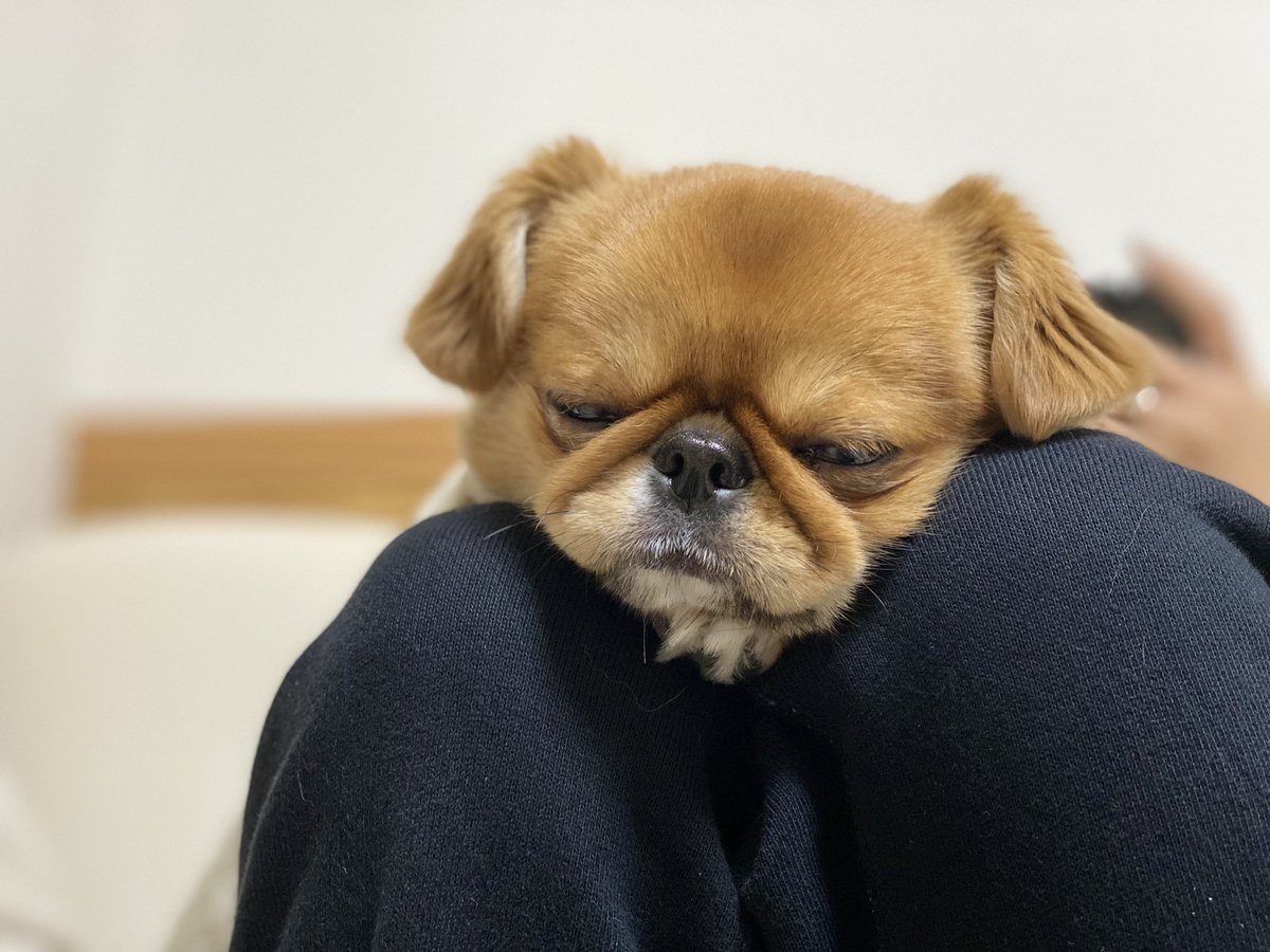 Vlog24156466's tweet photo. 最近の寝床はここです。

#犬 #犬のいる暮らし #おやすみなさい #ペキチワのビス https://t.co/3WE5hIcwp5