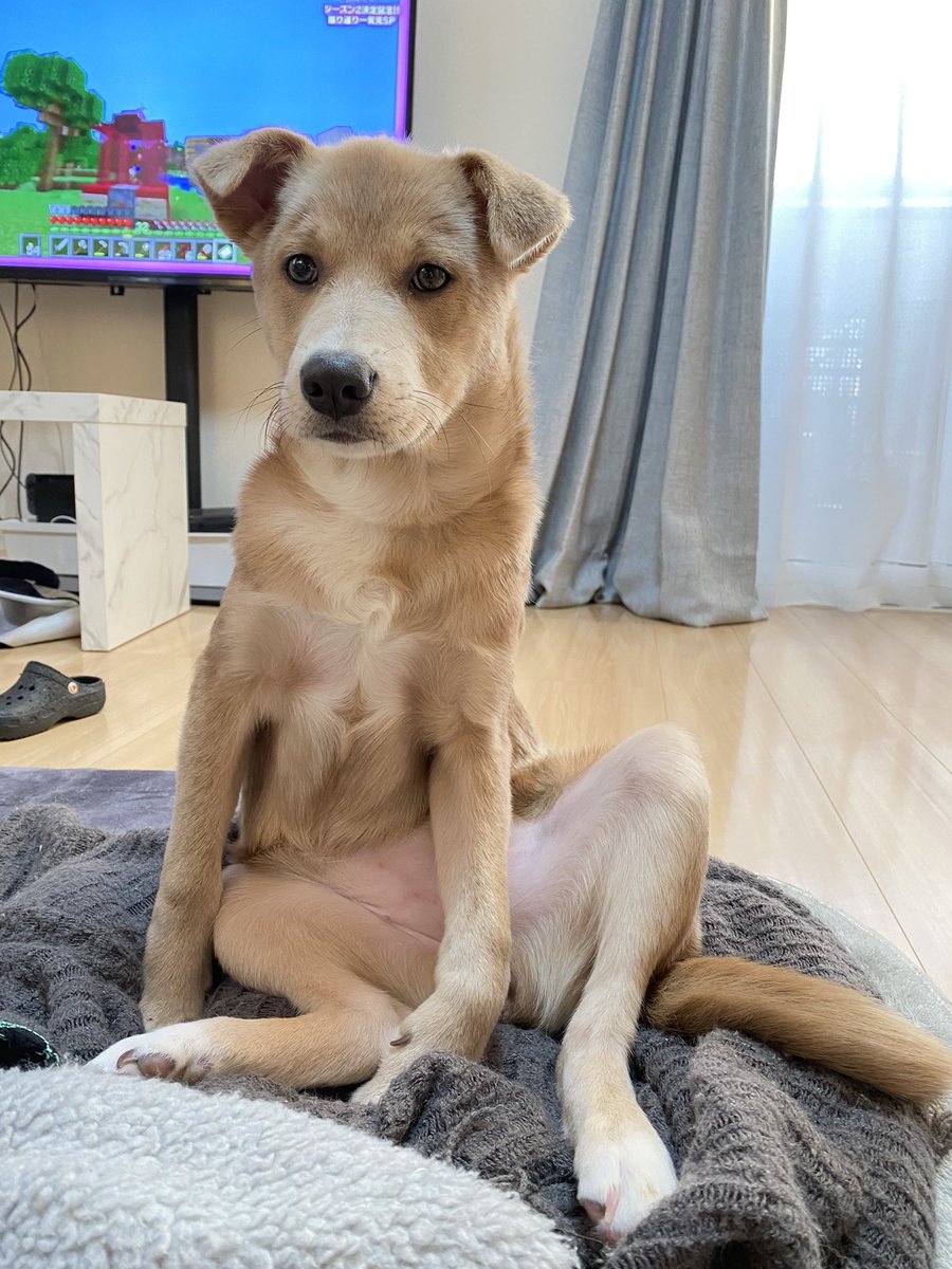 うちの犬は天才 オジサンみたいな座り方するけど 人間顔負けの姿に 中は人 チャックついてる まいどなニュース