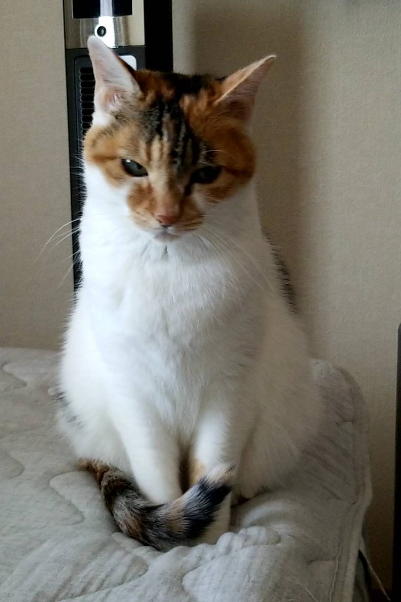 赤ちゃんと一緒に暮らしている三毛猫は、3巻で出てきた"むーちゃん"で正解です〜 