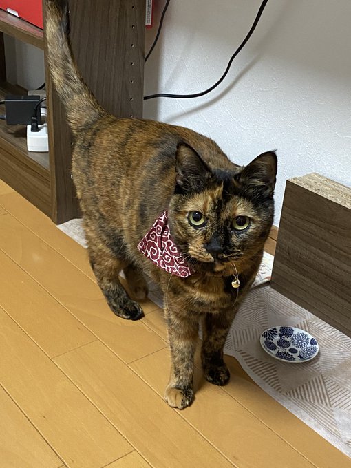 期間限定特価！☆メーカー価格より60%OFF!☆ ✳️新品✳️ ロボット