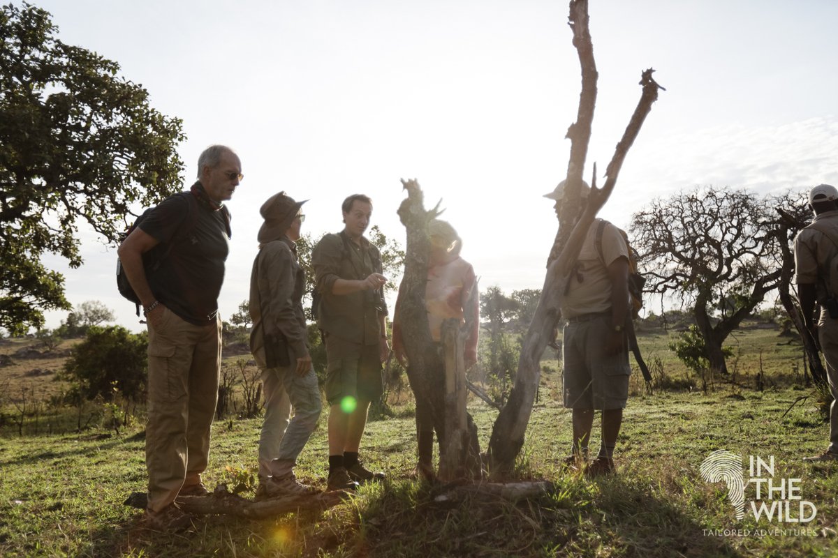 In The Wild tweet media