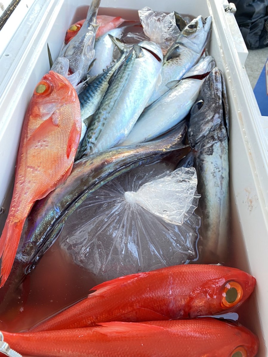 BrandFish21's tweet photo. 深海魚釣り楽しい（友人と合わせての釣果） https://t.co/B3VIO053XE